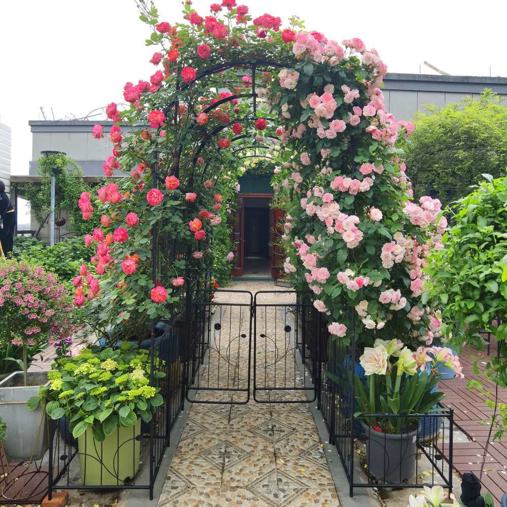 Metal Garden Arch with two plant stands 79.5'' Wide x 86.6'' High Climbing Plants Support Rose Arch Outdoor Black
