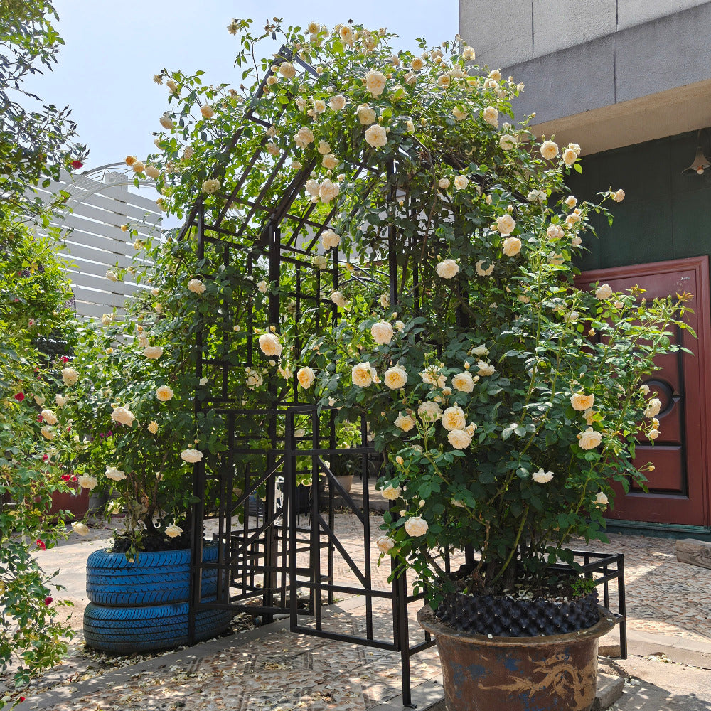 Metal Garden Arch with Gate W58.07*H97.24 Climbing Plants Support Rose Arch Outdoor Black