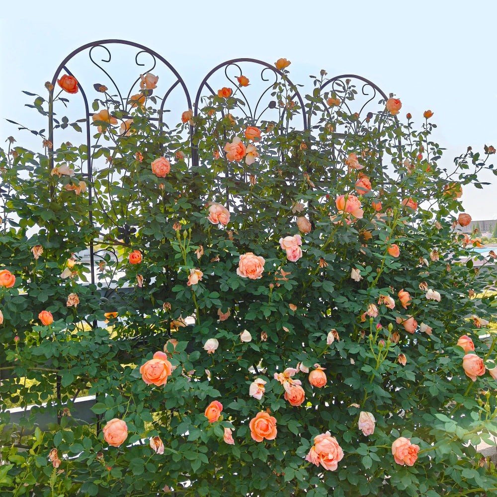 4 Pack Metal Garden Trellis 86.7" x 19.7" Rustproof Trellis for Climbing Plants Outdoor Flower Support Peacock Style Black