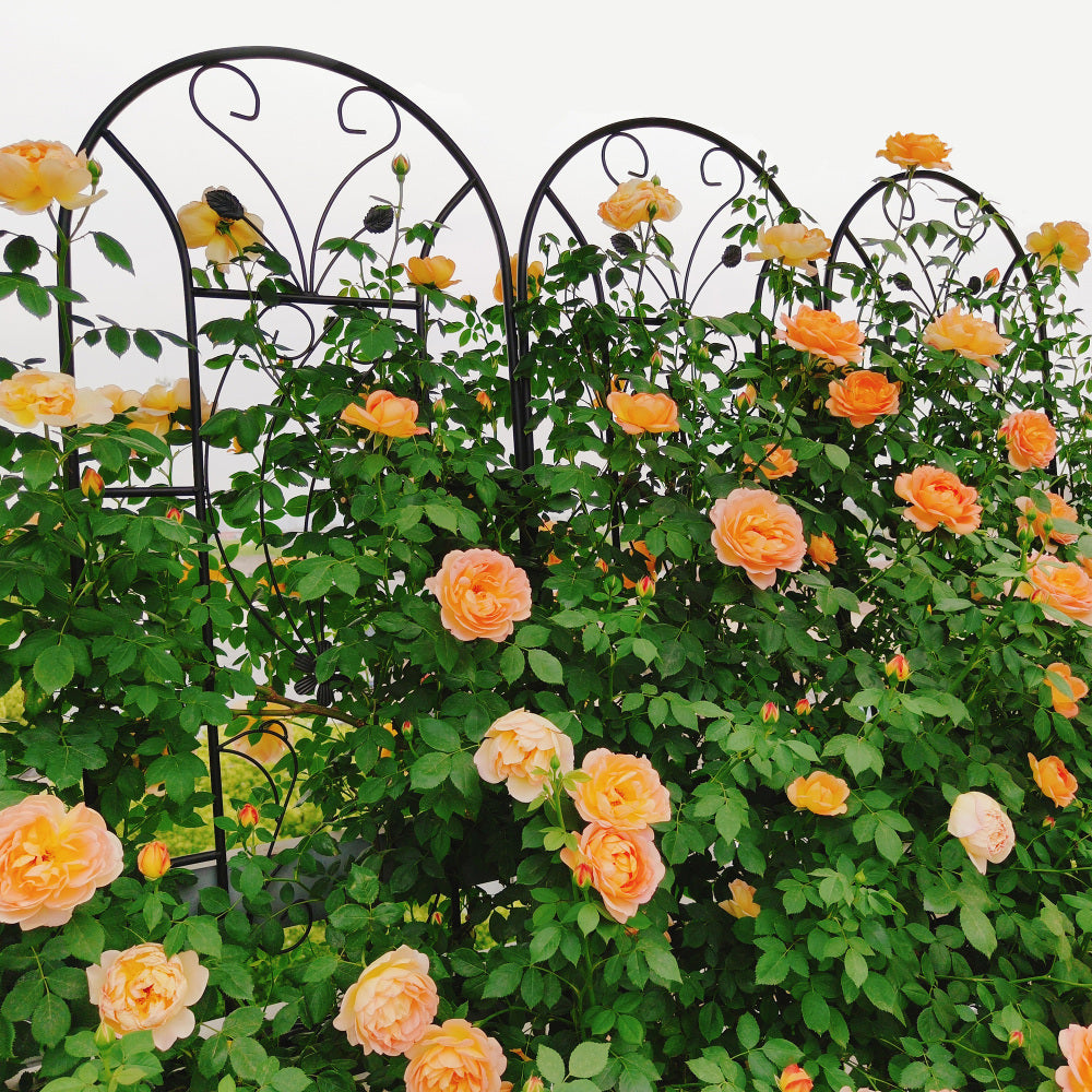 4 Pack Metal Garden Trellis 86.7" x 19.7" Rustproof Trellis for Climbing Plants Outdoor Flower Support Peacock Style Black