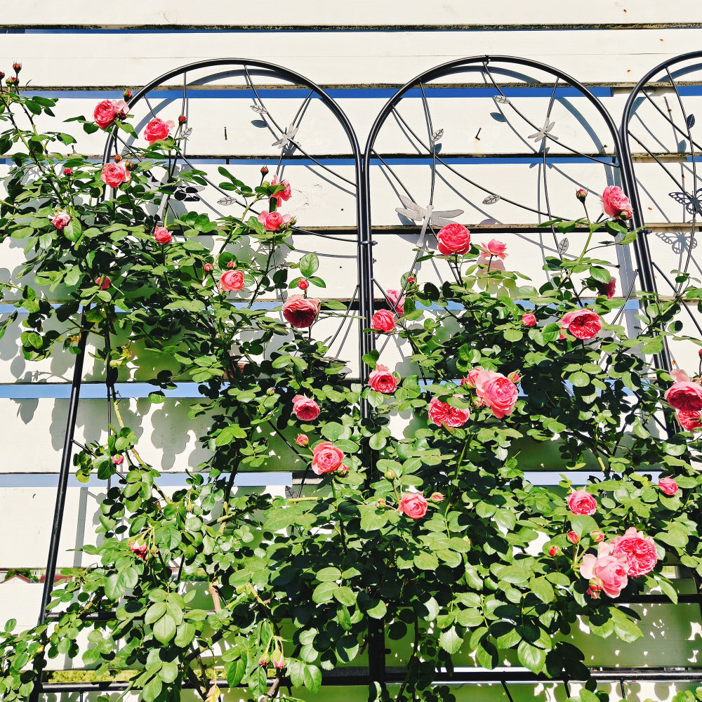 2 Pack Metal Garden Trellis 86.7" x 19.7" Rustproof Trellis for Climbing Plants Outdoor Flower Support Dragonfly Deco Black